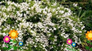 Дейция шершавая Плена. Краткий обзор, описание характеристик deutzia scabra Plena