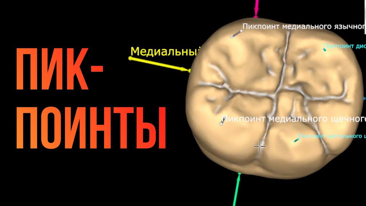 Марафон: разбор анатомии зубов. Пик-поинты и их значение