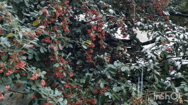 Растения Сочинских улиц, конец января2022#сочифлора#пальмывснегу#сочинцы#цветыподснегом