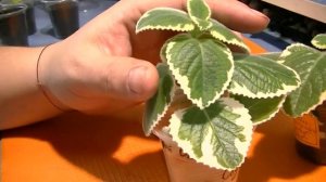 Plectranthus madagascariensis ‘variegated mintleaf’/Plectranthus amboinicus 'Variegatus'