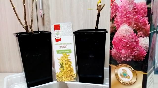 Посадка - пересадка//Новая этажерка// Гортензия и форзиция. смотреть онлайн