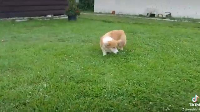 Щенки Вельш Корги Пемброк. Питомник Фом Хаус Вольфсхунд. Haus-wolfshund.ru смотреть онлайн