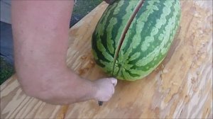 I grew a Watermelon Big Enough to Feed an army Carolina Cross