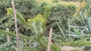 Самые крутые хвойные в открытом грунте в Беларуси