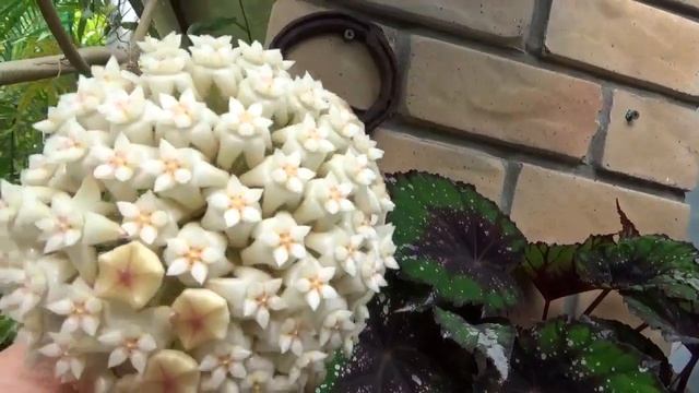 Цветущие Хойи в Ноябре Н. Pubicalyx 'Red Buttons' H. Fungii H. Latifolia H. Mindorensis H.Kalimanta смотреть онлайн