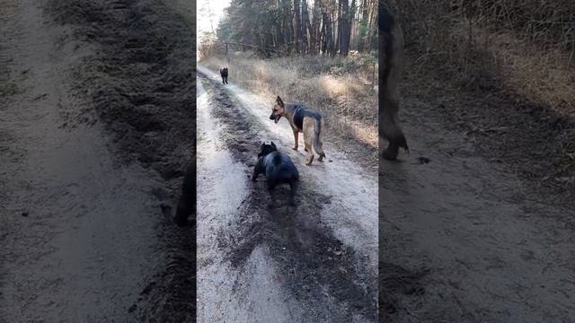 Собачьи бои Канарские доги и Овчарка