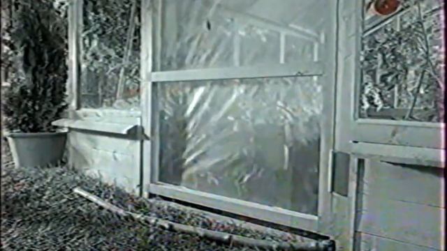 Реклама Китикет (Kitekat) - Борис поймал пчелу (2006)