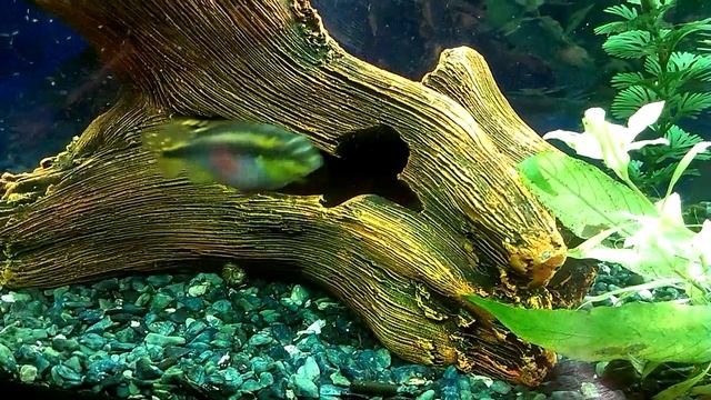 Пельвикахромис пульхер или попугайчик (Pelvicachromis pulcher) смотреть онлайн