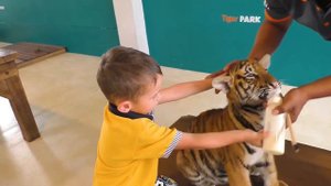 ТАЙЛАНД КАК КОРМИТЬ ТИГРА  TIGER PARK