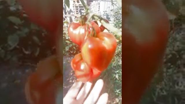 Сорт томата "Заилийский Алатау красный" (Казахстан) смотреть онлайн