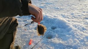 Зимняя рыбалка на камбалу. Рыбалка в Тавричанке. Рыба есть, но не берёт. Рыбалка не порадовала.