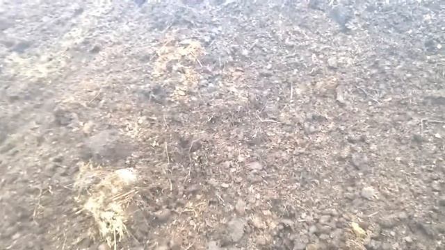 Перепревший конский навоз в Санкт-Петербурге и Ленинградской области ...