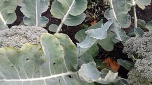 БРОККОЛИ! ИЛИ СПАРЖЕВАЯ КАПУСТА! СЕКРЕТЫ ОТЛИЧНЫХ УРОЖАЕВ! ПОЛЕЗНЫЕ СВОЙСТВА.