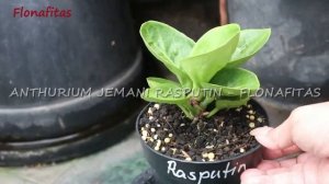 Anthurium jemani mangkok Rasputin di Tokopedia-LAPAKTERSEDIA | flonafitas | fit and joy | agogo fam