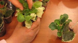 ПЕСТРОЛИСТНАЯ фиалка. ВАЖНО!!! Когда отсаживать детки. Юлия Датта