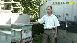 Содержание пчел на садовом участке. Не так они и страшны...