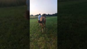 #Купить лошадь можно здесь за  1200 рублей 😎🐎🐎🐎🤝