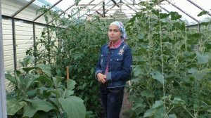 Паутинный клещ: как с ним бороться