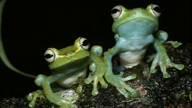 Лягушки-квакушки. Интересное в мире животных смотреть онлайн