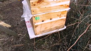 теплое дно улья - подстановка второго корпуса в начале мая и рамок с вощиной
