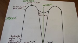 Ягодичная область (границы и послойная топография)