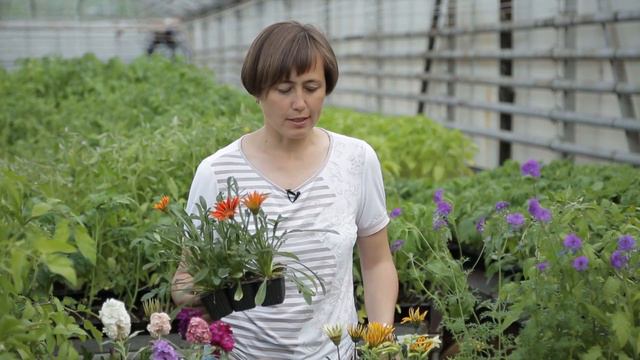 Усадьба: «Ваш агроном» смотреть онлайн