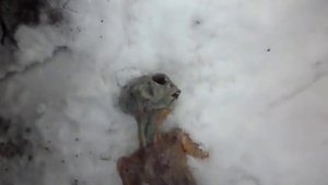 Энело в Казахстане найдено