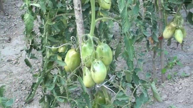 Мои лучшие урожайные сорта помидор для открытого грунта! смотреть онлайн