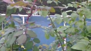 Роза английская кустовая сорт Алан Титчмарш(,ALAN TITCHMARSH). Видео обзор сорта