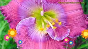 Лилейник гибридный Лаванда Синий Ребенок. Краткий обзор hemerocallis hybrida Lavender Blue Baby