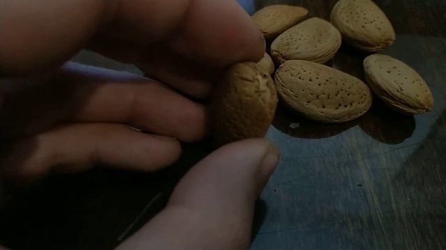 Подскажите как посадить миндаль из семян. смотреть онлайн