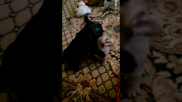 WP 20190126 14 12 23 Pro смотреть онлайн