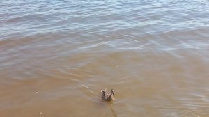 Все любят шашлык.mp4