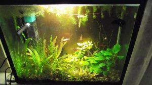 Мои без проблемные аквариумы. Обслуживание проще растений в горшках на подоконнике.