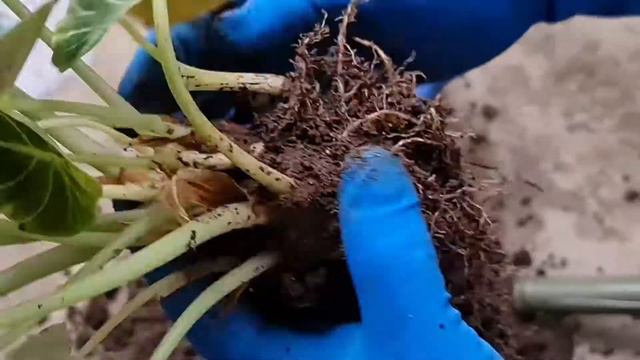 How to Repot Alocasia black velvet| How to Propagate Alocasia Black Velvet смотреть онлайн