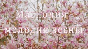 Магнолия – мелодия весны Музыкальный релакс Я напишу тебе весну Андрей Обидин.mp4