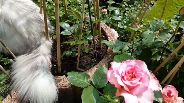 Кот. Арка для роз #Kordes #Limona #Ashley #Tantau мощное цветение #sehenswerte смотреть онлайн