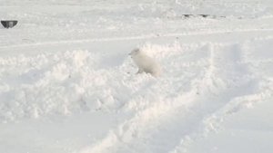 Писец. Писец страх потерял))