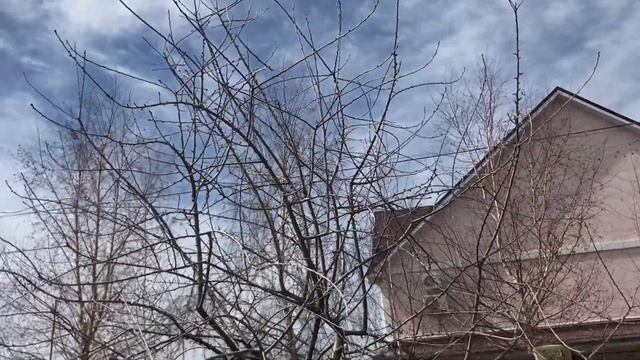 Лох Серебристый на штамбе в Хвойной композиции