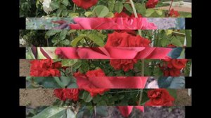 Роза в уличной пыли