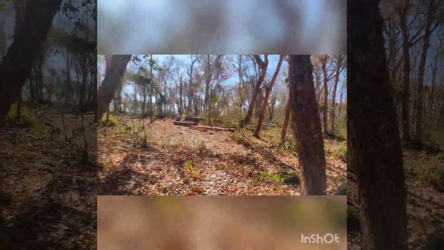 Habitat da Cattleya Nobilior смотреть онлайн