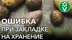 НИКОГДА ТАК НЕ ДЕЛАЙТЕ ПОСЛЕ УБОРКИ КАРТОФЕЛЯ! Ошибки из-за которых картошка быстро портится