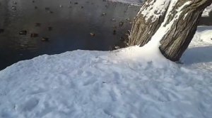 Зимующая утка гоголь самец с кряквами , крещенские морозы ,родники город Киров-Вятка.