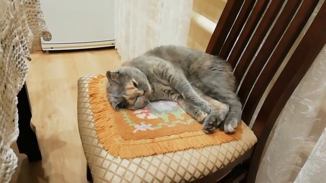 Кошка танцует во сне смотреть онлайн