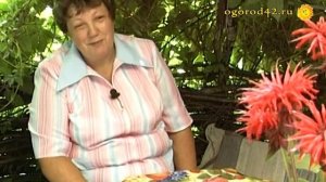 Обрамление беседки виноградом. Идеи ландшафта Любови Коробковой