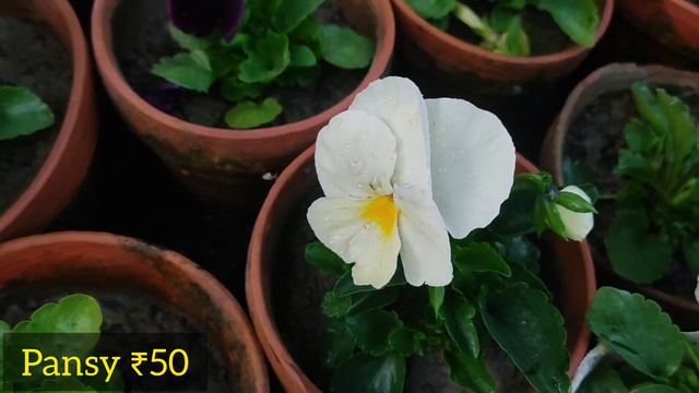 Kolkata Biggest Flower Plants Market At Galiff Street | Pansy Dianthus Rose Petunia смотреть онлайн