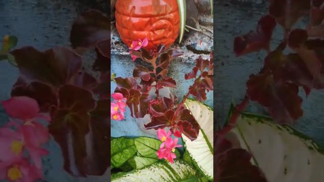 Begonia show plant