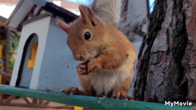 Белка песенки поёт и орешки всё грызёт