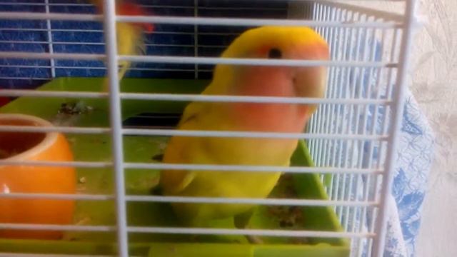 Попугай бежит на месте смотреть онлайн