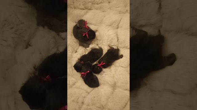 котята в дар#кот #раменское #котики #котикиправятмиром #котэ #коты #котята#котенок #корат